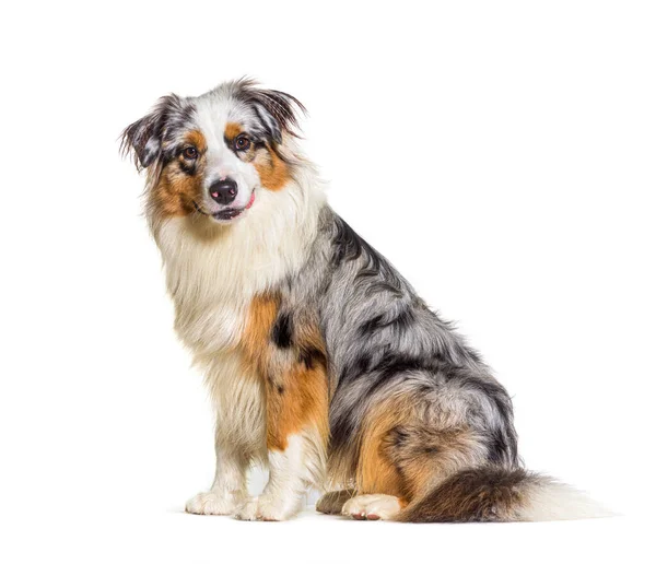 Blue Merle Cão Pastor Australiano Olhando Para Câmera Isolado Branco — Fotografia de Stock