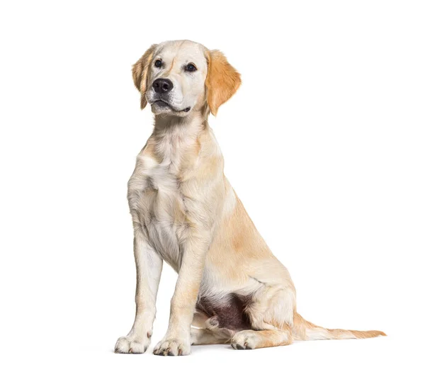 Sitzender Junger Golden Retriever Hund Isoliert Auf Weiß — Stockfoto