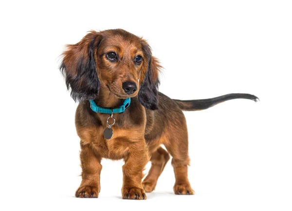 Dackel Mit Blauem Hundehalsband Stehend Isoliert Auf Weiß — Stockfoto