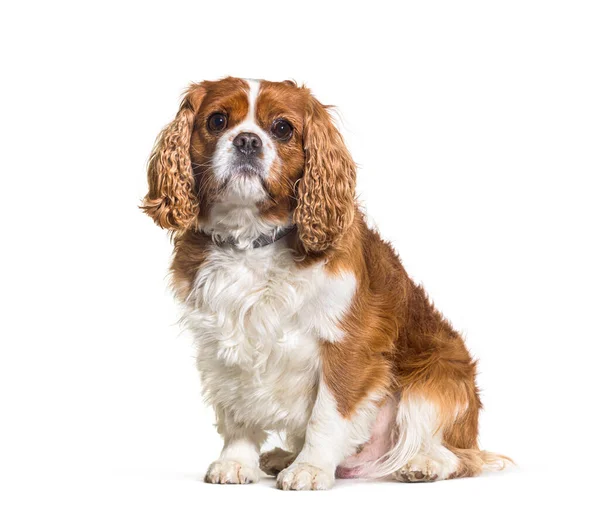 Fat Cavalier Król Charles Spaniel Pies Nosi Obrożę Siedzi Izolowany — Zdjęcie stockowe