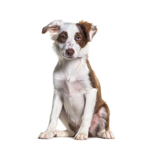 Vreemde Bruine Witte Jonge Border Collie Hond Zittend Geïsoleerd Wit — Stockfoto
