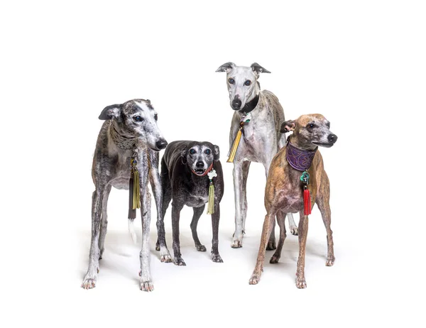 Muchos Perros Viejos Galgo Espanol Pie Con Collar Aislado Blanco —  Fotos de Stock