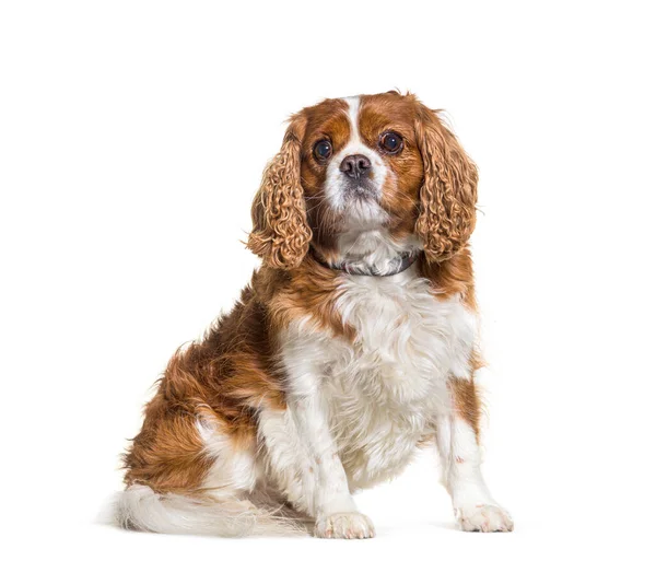 Fat Cavalier King Charles Spaniel Hund Mit Halsband Sitzend Isoliert — Stockfoto