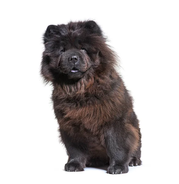 Sitting Black Chow Chow Dog Looking Camera Isolated White — Stock Photo, Image