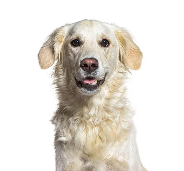 一只在白色上被隔离的喘息的黄色金毛猎犬的头像 — 图库照片
