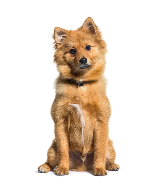 Sitting Keeshond Wearing Collar Dog Isolated White — Stock Photo, Image