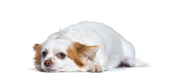 Resting Dog Lying Front Isolated White — Stock Photo, Image