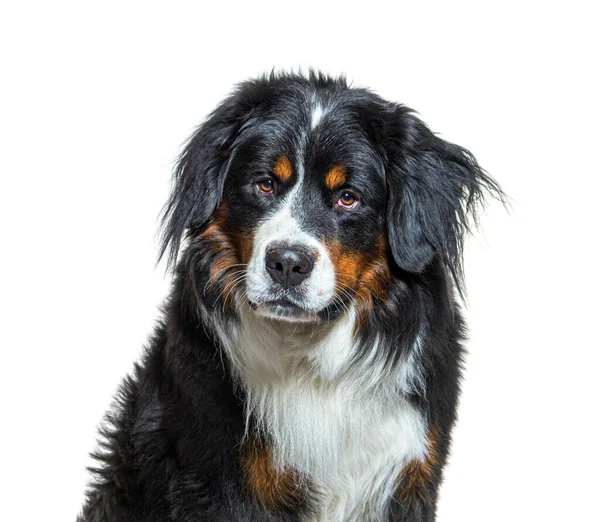 白に隔離されたベルネーゼ山犬 — ストック写真