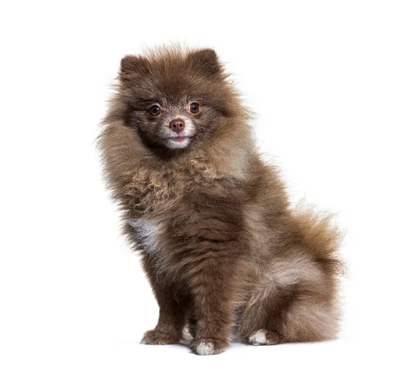 Brown Pomeranian Cão Sentado Olhando Para Câmera Isolado Branco — Fotografia de Stock