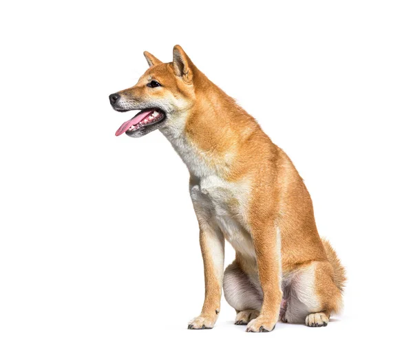 Seitenansicht Des Keuchenden Shiba Inu Hundes Isoliert Auf Weiß — Stockfoto