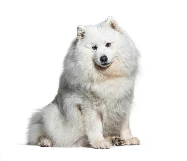 Bianco Samoyed Seduta Isolato Bianco — Foto Stock