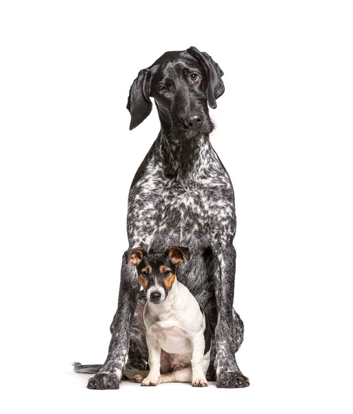 Dois Cães Juntos German Shorthaired Pointer Jack Russell Terrier Isolados — Fotografia de Stock