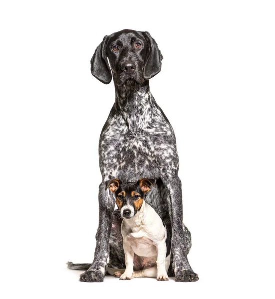 Köpek Birlikte Alman Shorthair Pointer Jack Russell Terrier Beyaz Üzerine — Stok fotoğraf