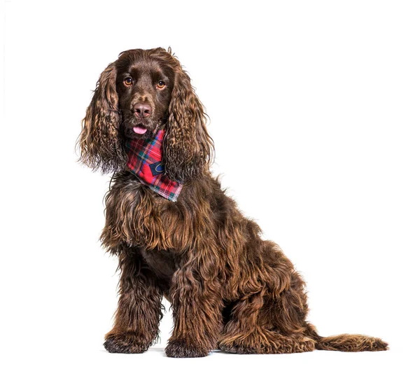 英語のコッカーSpaniel犬は赤いスカーフを着て — ストック写真