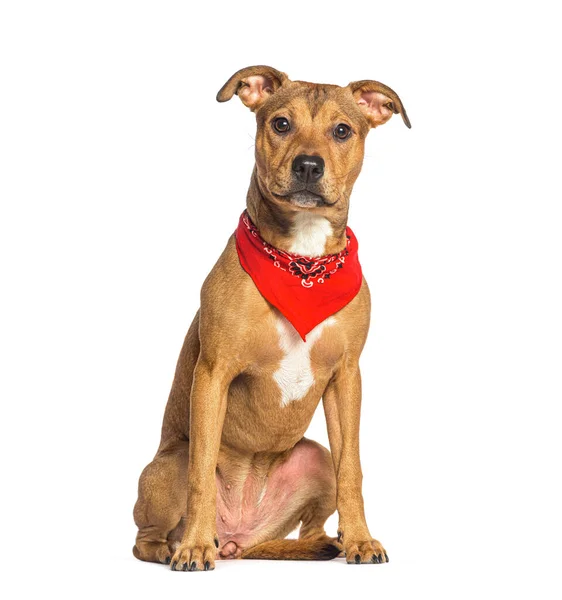 American Staffordshire Terrier Wearing Dog Scarf Isolated White — Stock Photo, Image