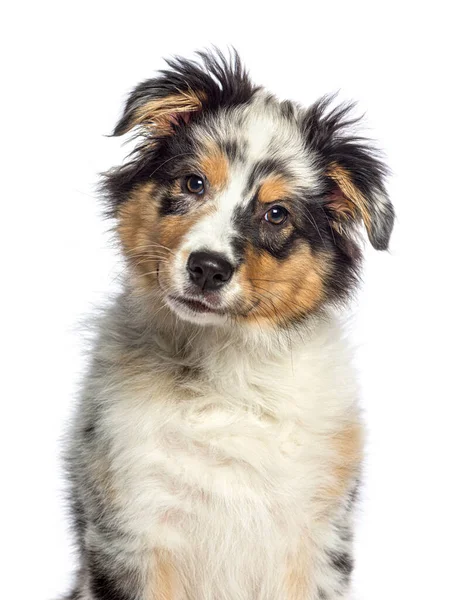 Head Shot Blue Merle Australian Shepherd Dog Isolated White — Stock Photo, Image