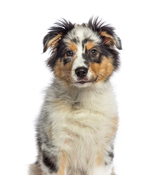 Blue Merle Australian Shepherd Dog Isolated White — Stock Photo, Image