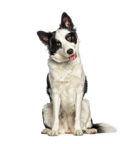 Siddende Gryntende Grænse Collie Hund Iført Krave Isoleret Hvid - Stock-foto