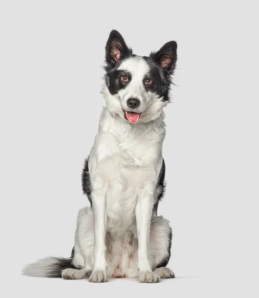 Hechelnder Schwarz Weißer Border Collie Sitzt Davor Und Blickt Die — Stockfoto