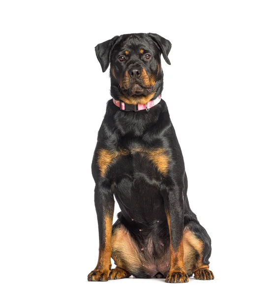 Rottweiler Klädd Ping Hund Krage Sitter Isolerad Vit — Stockfoto