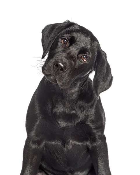 Retrato Cão Labrador Preto Olhando Uma Câmera Isolado Branco — Fotografia de Stock