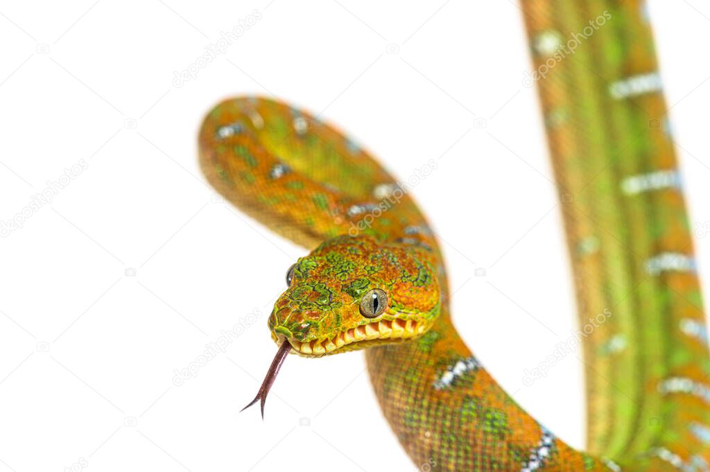 head shot of Juvenile Emerald tree boa, sniffing with its tongue. Corallus caninus