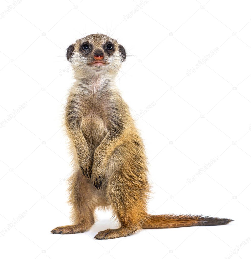 Suricate watching around, Suricata suricatta, isolated on wihte