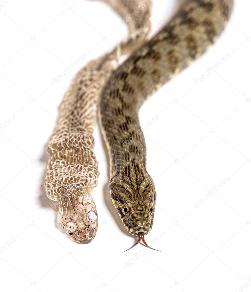 Viperine water snake, Natrix maura, Shedding Skin UK Molting, nonvenomous and Semiaquatic snake, Isolated on white