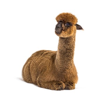 Koyu kahverengi, genç alpaka Lama Pacos