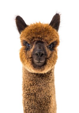 Dark brown young alpaca - Lama pacos, isoltaed on white clipart