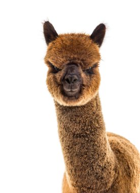 Dark brown young alpaca - Lama pacos, isoltaed on white clipart