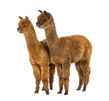Two alpacas Light and dark brown together - Lama pacos, together isolated clipart