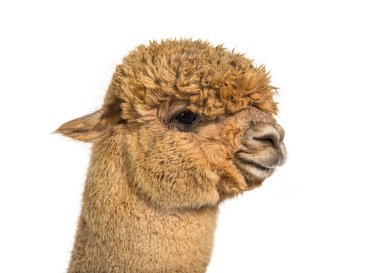 Profile head shot of a Medium fawn alpaca - Lama pacos, isoltaed on white clipart
