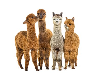 Many colored alpaca together in a row standing together - Lama pacos, isolated on white clipart