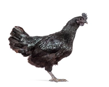 Beyaz bir Ayam Cemani tavuğunun yan görünüşü