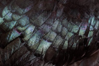 Cemani tavuğunun siyah tüylerinin yakın çekimi