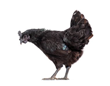 Ayam Cemani tavuğu aşağıya bakıyor, beyaz tenli.