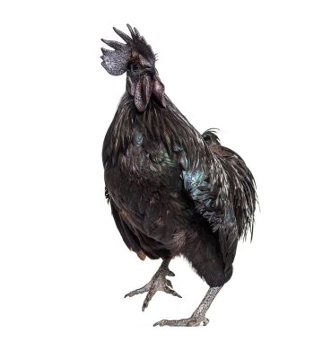 Ayam Cemani horoz walikng, beyaz üzerine izole