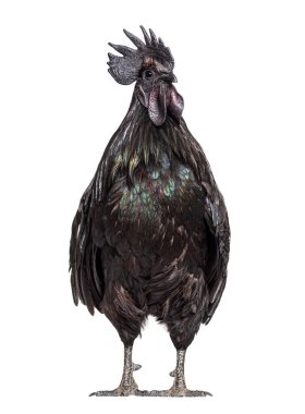 Ayam Cemani, Cemani beyaz üzerine izole edildi
