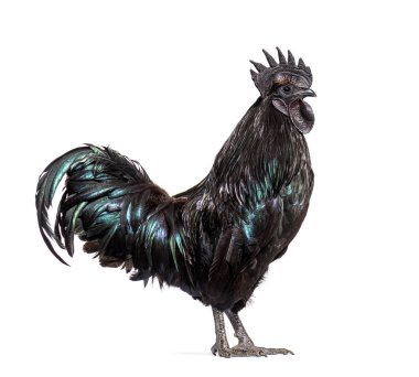 Ayam Cemani horozunun profil görüntüsü, tavuk, beyaz üzerine izole edilmiş.