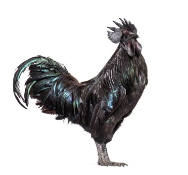 Ayam Cemani horozunun profil görüntüsü, tavuk, beyaz üzerine izole edilmiş.