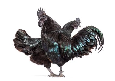 Bir çift horoz ve tavuk Ayam Cemani tavuğu, bembeyaz.