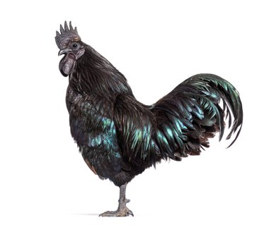 Ayam Cemani horozunun profil görüntüsü, tavuk, beyaz üzerine izole edilmiş.