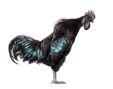 Ayam Cemani horozunun profil görüntüsü, tavuk, beyaz üzerine izole edilmiş.