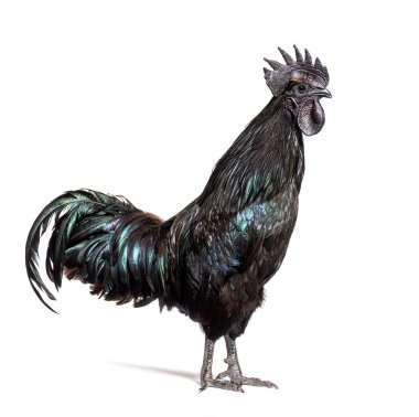 Ayam Cemani horozunun profil görüntüsü, tavuk, beyaz üzerine izole edilmiş.