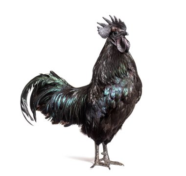 Ayam Cemani horozunun profil görüntüsü, tavuk, beyaz üzerine izole edilmiş.