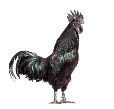 Ayam Cemani horozunun profil görüntüsü, tavuk, beyaz üzerine izole edilmiş.