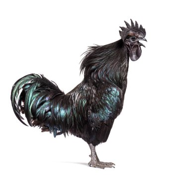 Beyaz tenli, şarkı söyleyen bir Cemani horozunun yan görüntüsü