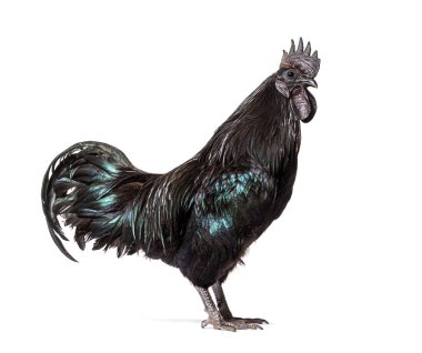 Ayam Cemani horozunun profil görüntüsü, tavuk, beyaz üzerine izole edilmiş.