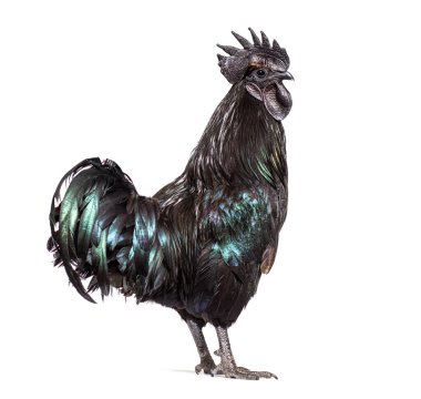 Ayam Cemani horozunun profil görüntüsü, tavuk, beyaz üzerine izole edilmiş.